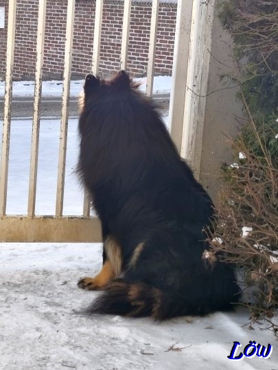 11.1.2026 - Neuschnee, Jippy